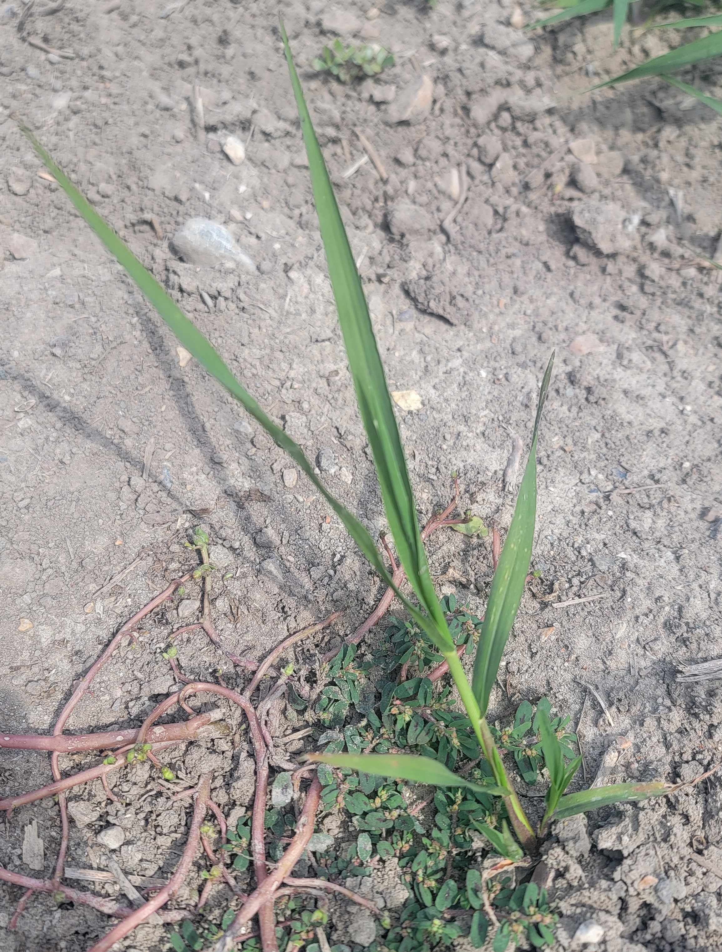 Barnyardgrass growing from a sandy ground.